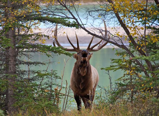 Jasper Bull Elk Bugle